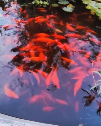 Pesce rosso