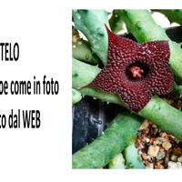 1 Stelo radicato Huernia Pendurata
