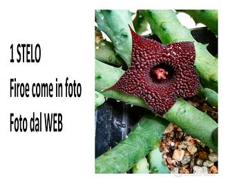 1 Stelo radicato Huernia Pendurata