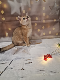 Femmina scottish straight