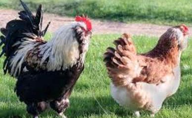 gallo faverolls 
