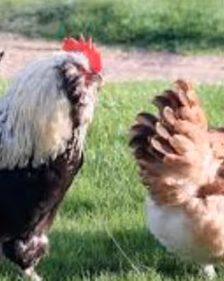 gallo faverolls 