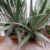 Piante aloe vera