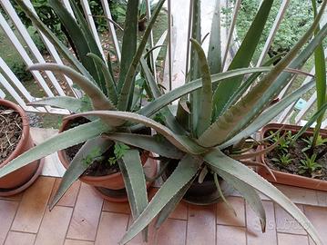 Piante aloe vera