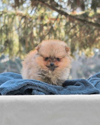 Cucciolo di Pomerania