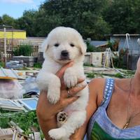 Cuccioli di pastore maremmano