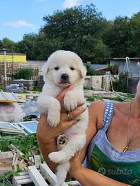 Cuccioli di pastore maremmano
