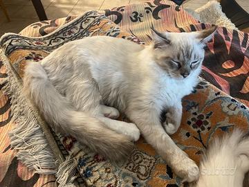 Gatto ragdoll