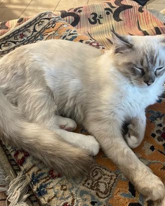 Gatto ragdoll
