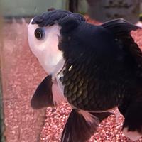 Oranda panda