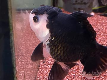 Oranda panda