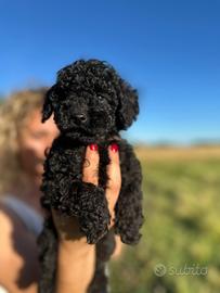 Cuccioli barboncino