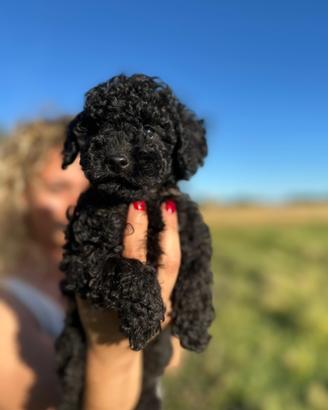 Cuccioli barboncino