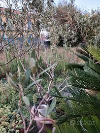 piante di ulivo 
