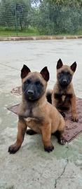 Pastore belga Malinois