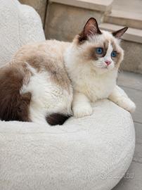 Cucciola Ragdoll con pedigree 