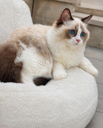 Cucciola Ragdoll con pedigree 