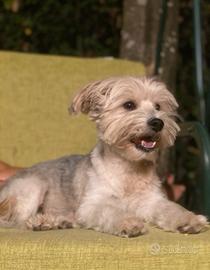 Cagnolina per accoppiamento