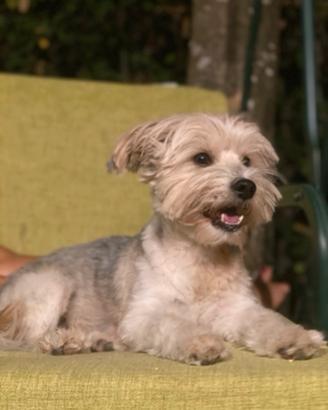 Cagnolina per accoppiamento