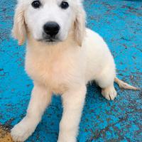 Femmina cucciola GOLDEN RETRIEVER PEDIGREE