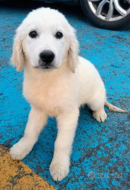 Femmina cucciola GOLDEN RETRIEVER PEDIGREE