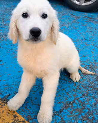 Femmina cucciola GOLDEN RETRIEVER PEDIGREE