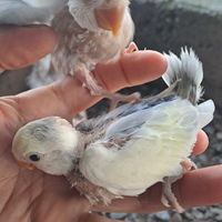 Agapornis Roseicolles, inseparabili da imbecco