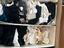 Immagine 1