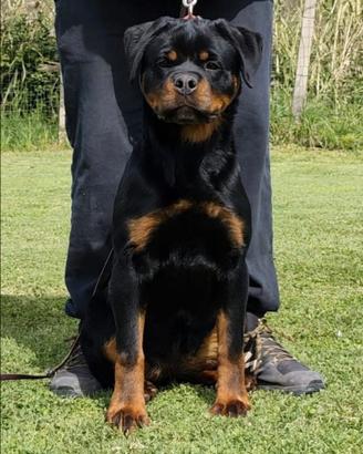Rottweiler cucciola