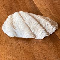 Conchiglia grande tridacna / portasapone