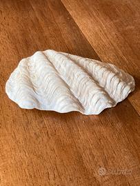 Conchiglia grande tridacna / portasapone