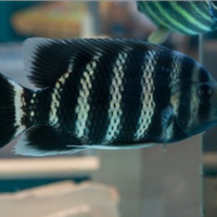 Pesci africani acqua dolce