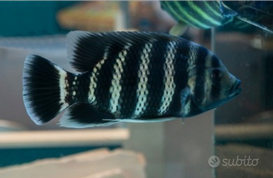 Pesci africani acqua dolce