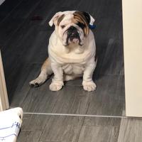 Bulldog inglese stallone disponibile per monta