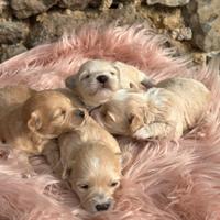 Cuccioli di MALTIPOO