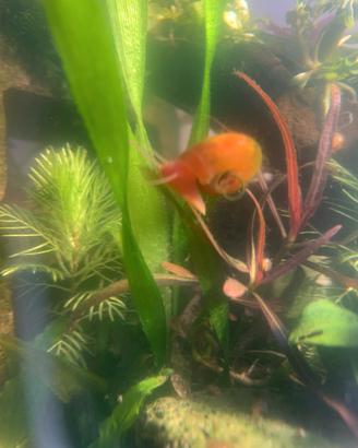 PLANORBELLA RED 10pz