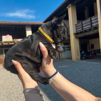 Una meraviglia vuole una famiglia