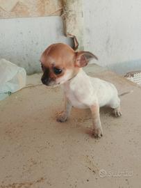 Chihuahua