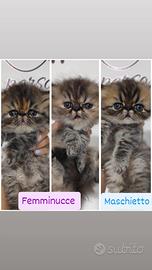 Cuccioli di gatti persiani