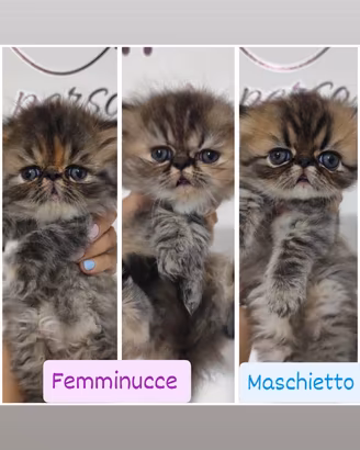 Cuccioli di gatti persiani