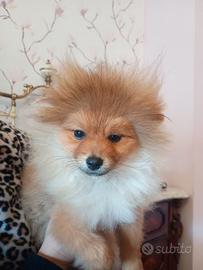 Spitz maschio corretto