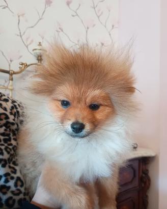 Spitz maschio corretto
