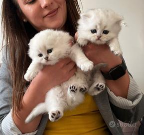 Scottish fold longhair