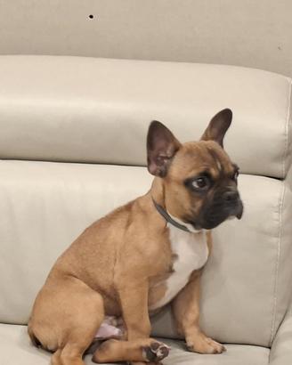 Bulldog Francese