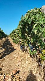 Uva da vino