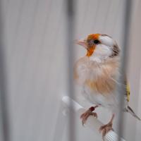 Cardellina mezza taglia 200