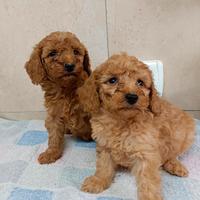 Cuccioli di barboncino nano con pedigree enci