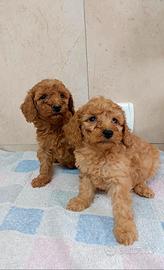Cuccioli di barboncino nano con pedigree enci