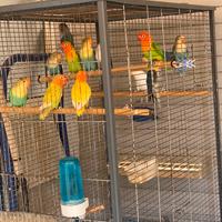 Pappagalli inseparabili