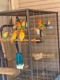 Pappagalli inseparabili